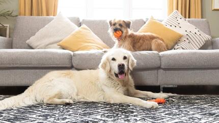 Two light dogs sitting in the living room with a couple of toys.