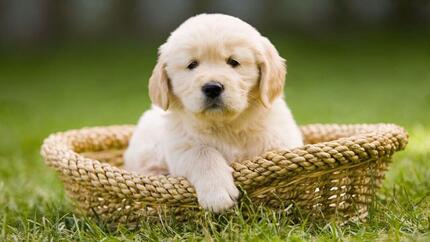 Golden puppy Retriever sitting in a basket.