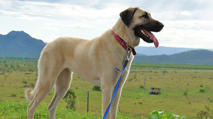 Dog standing in field with mountains in background