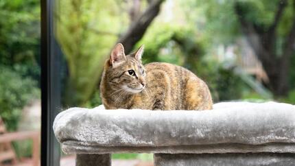 Brown cat lying on a grey cat bed.