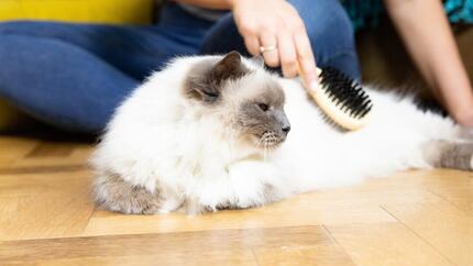 Fluffy white cat being brushed.