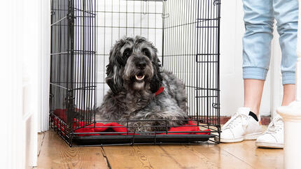 Dog laying in cage