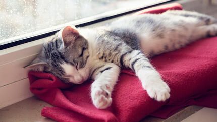 Kitten asleep on a red blanket next to the window