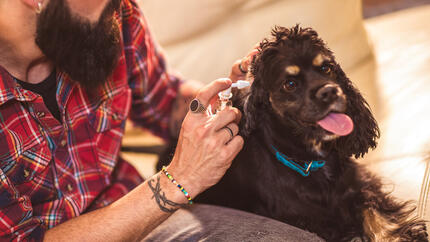 Owner cleaning his dog's ear