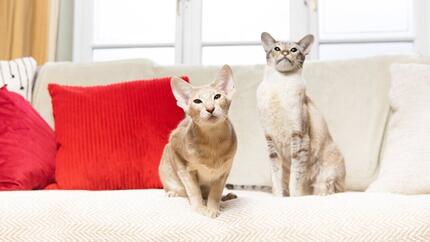 Two beige cats sitting on a sofa with a red pillow.