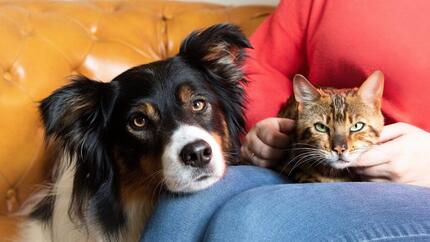 Dog and cat lying on owner.