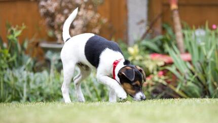 puppy sniffing grass in the garden