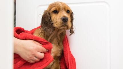 Wet puppy being dried with a red towel