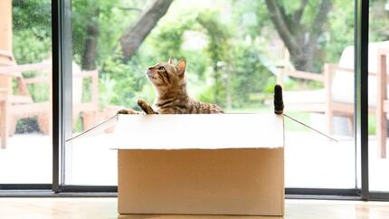 Bengal cat sitting in a moving box