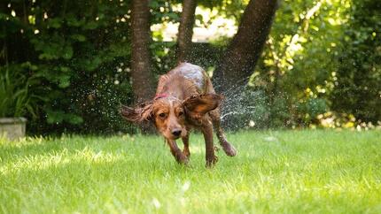 Wet brown dog with red collar running on grass