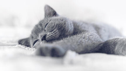 blue/grey cat sleeping