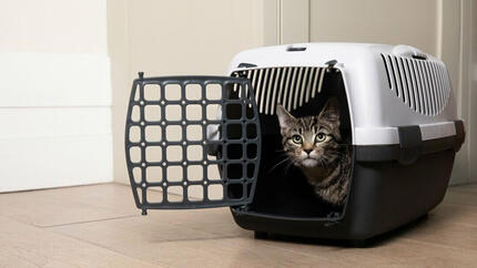 Kitten sitting in a cat crate