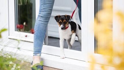 Puppy on lead leaving the house with owner