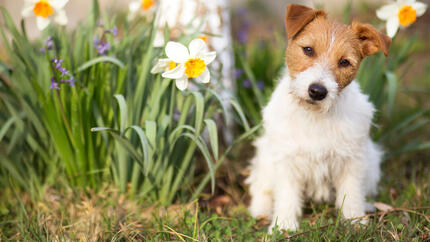 small dog sitting next to flowers