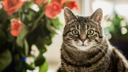 Cat with green eyes staring at the camera