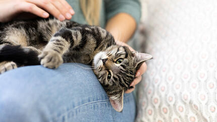 cat laying on owner's lap