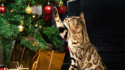 cat playing with christmas tree