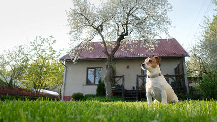 dog sitting outside cottage