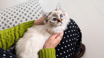 kitten on lap