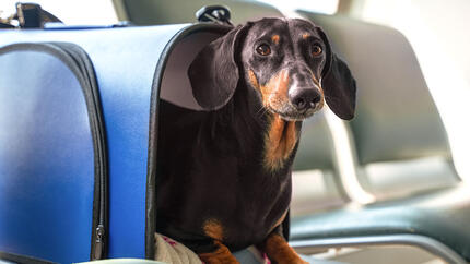 Dachshund in a bag on a plane