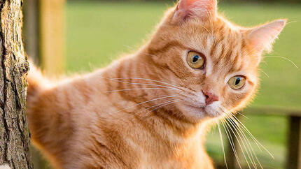 Ginger Cat climbing a tree