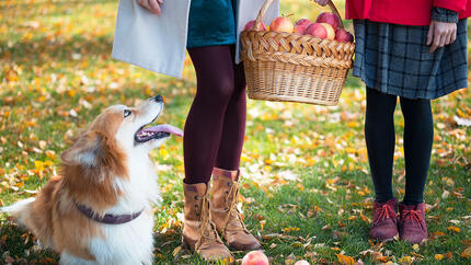 Corgi watching on two girls who holding basket with apples