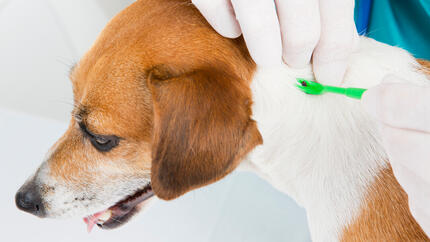 Vet checking a dog