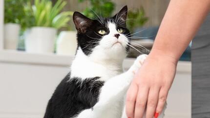 Black and white cat gives a paw