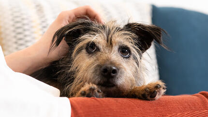 senior dog being petted on sofa