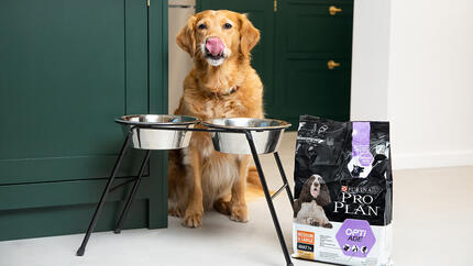 senior golden retriever ready for food