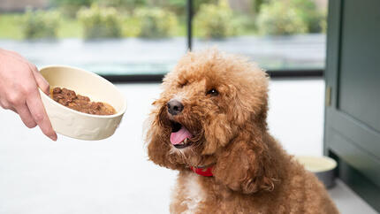 Brown puppy is excited about the dog food.