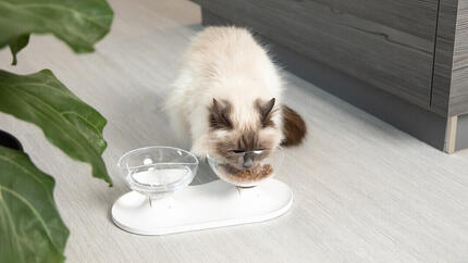 White fluffy cat eating food.