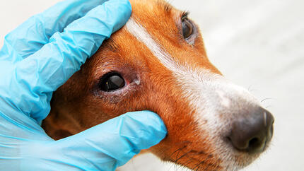 Vet inspecting conjunctivitis in dog