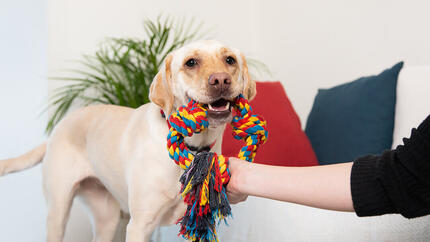 White labrador standing and smiling.