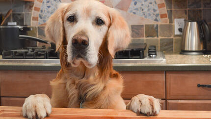 Yellow labrador retrieved looking at the camera.