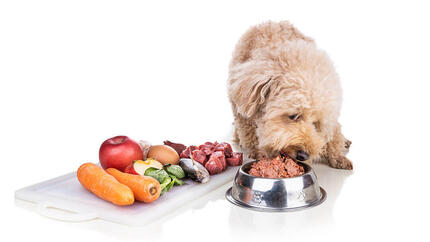 Yellow fluffy dog eating raw food