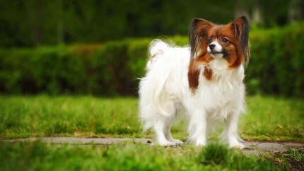 Brown-white fluffy dog standing on the grass