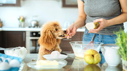 Fluffy dog eating from owner's hand