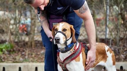 Behaviourist team at the RSPCA receive welcome funding boost to help more than 100 lockdown dogs