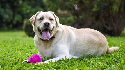 Can you tell? Purina study finds one third of dog owners do not recognise when their pet is overweight