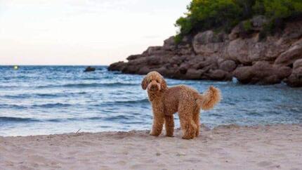 Spanish Water dog