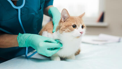 Cat being examined at the vets