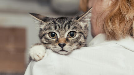 Small kitten being held