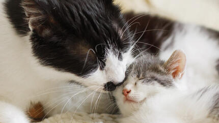 Cat grooming kitten on a bed