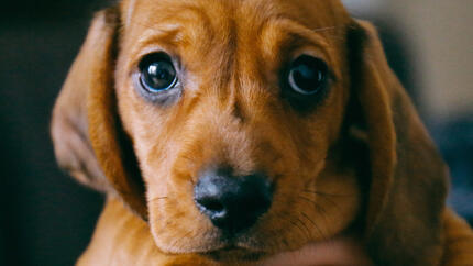 puppy in the owner's arms