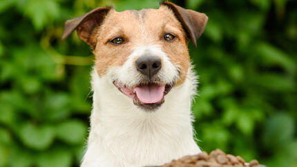 dog with bowl food of dry dog food