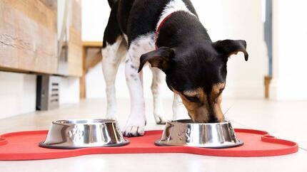 dog eating from bowl