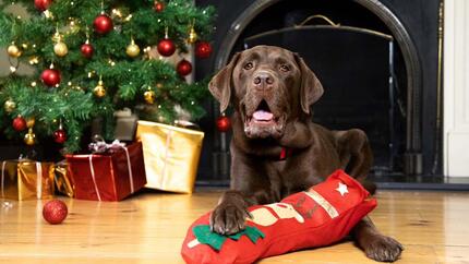 Brown Labrador holding Christmas stocking