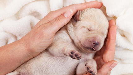 Newborn puppy asleep in a persons hands