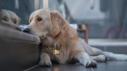 Dog laying next to the sofa